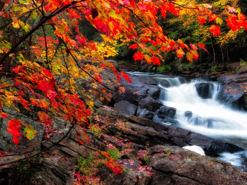 pexels-james-wheeler-1564655 (1)