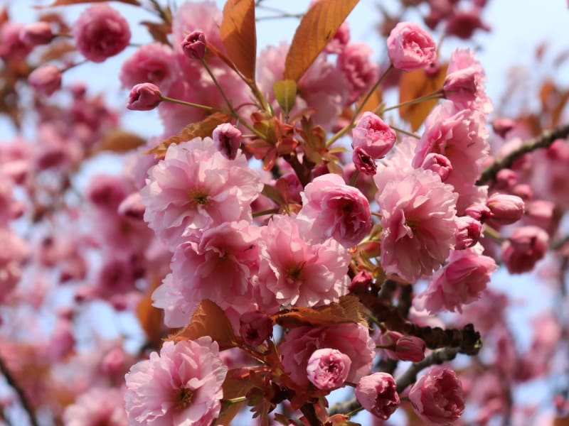 Cherry Blossom