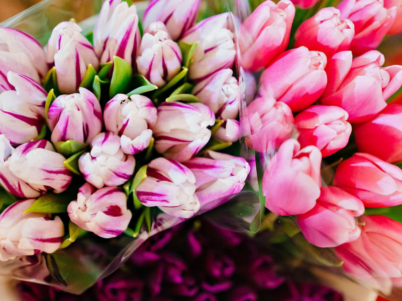 Tulips