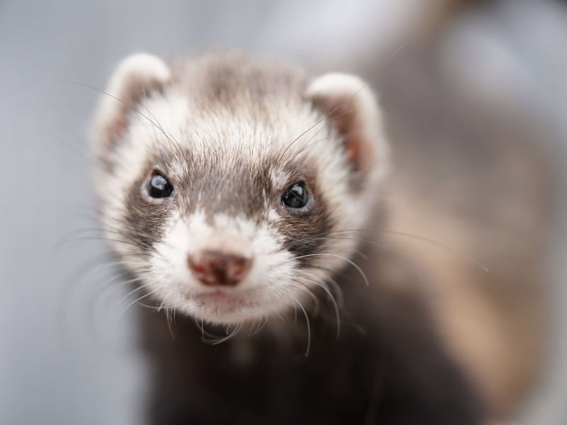 pexels-verina-7179718 (1)