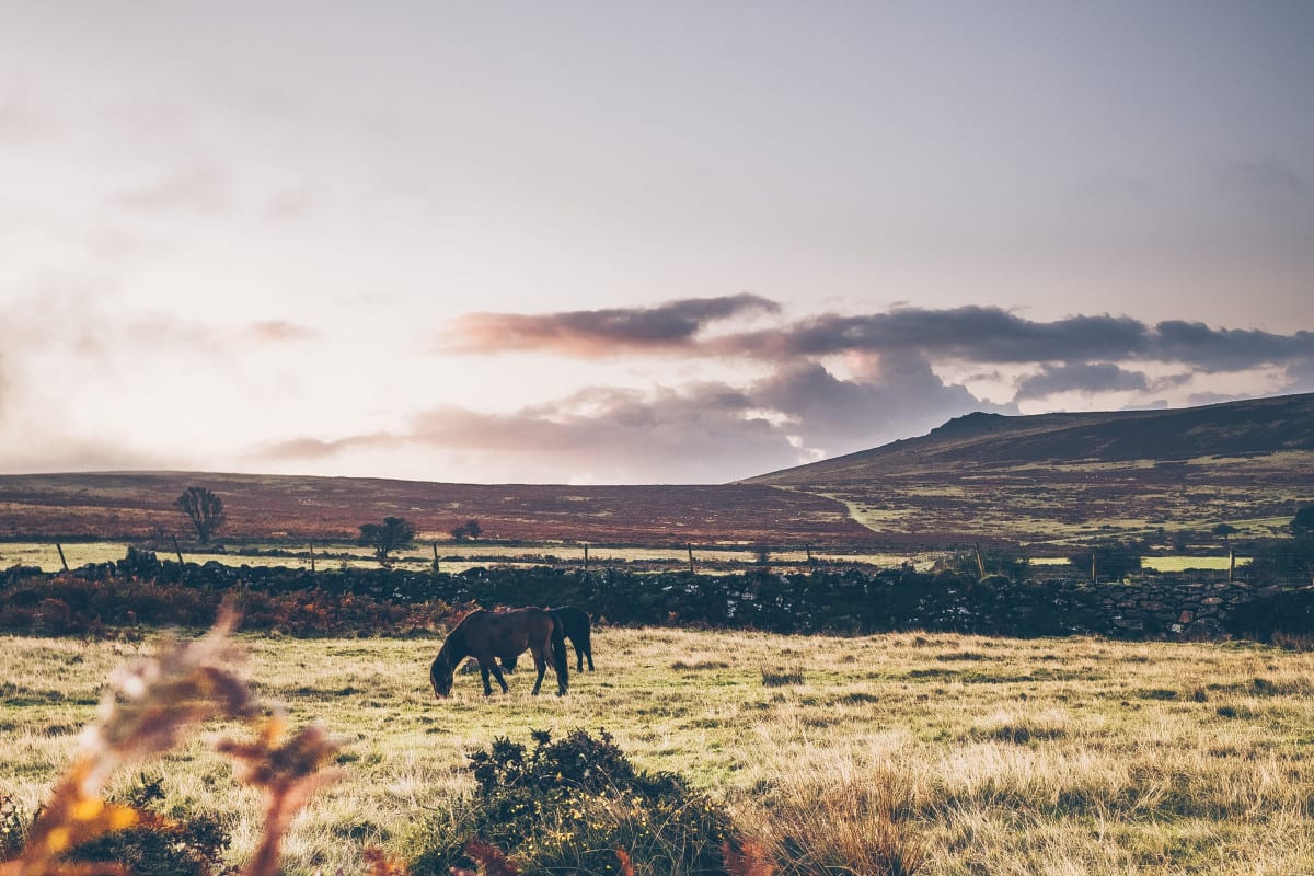 Dartmoor Autumn