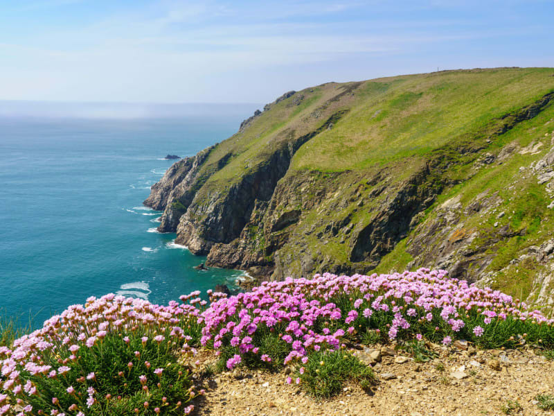 A coastal cliff with lush green grass and pink flowers in the foreground overlooks the deep blue ocean under a clear, sunny sky.