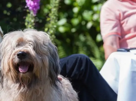 dog friendly holidays in devon