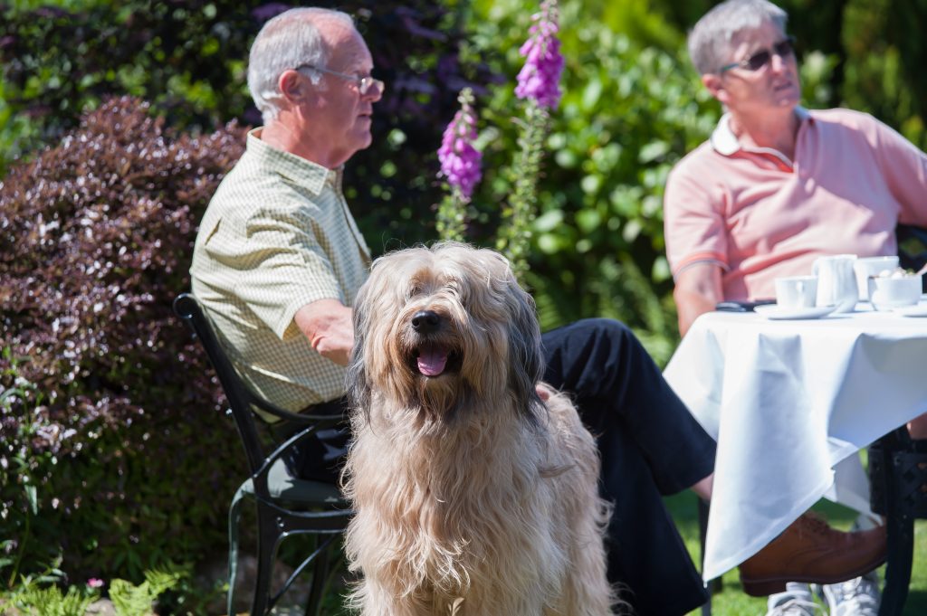 Dog at Horn of Plenty