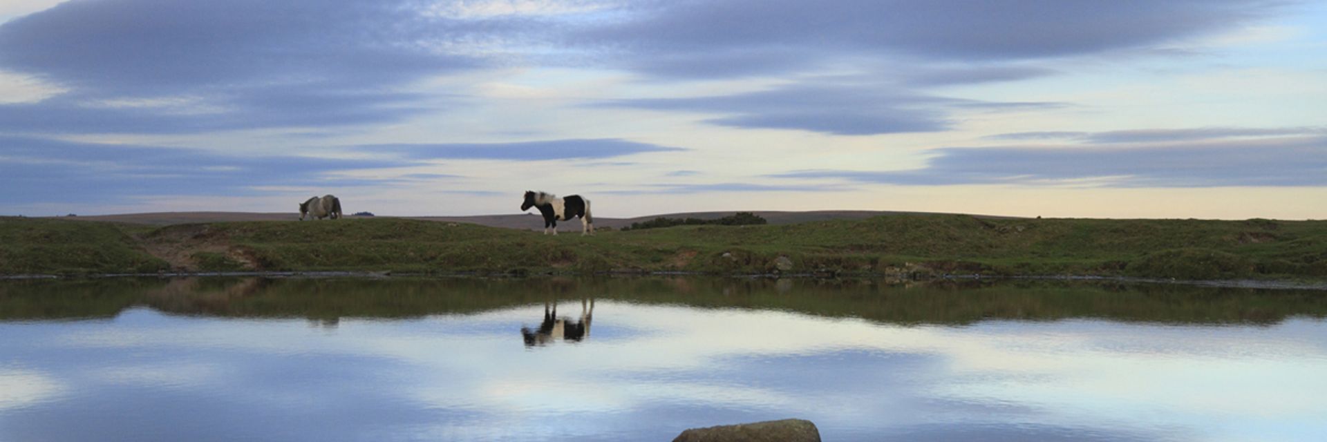 Pure Dartmoor