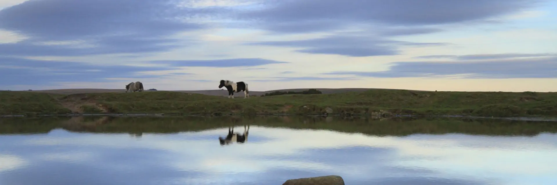 Pure Dartmoor