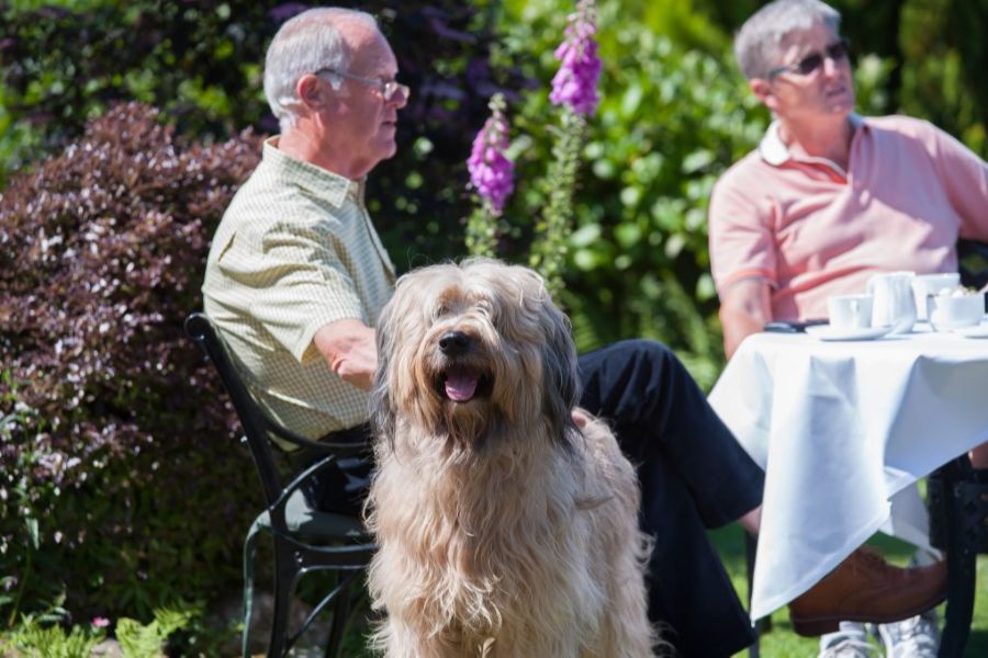 dog friendly hotel in devon