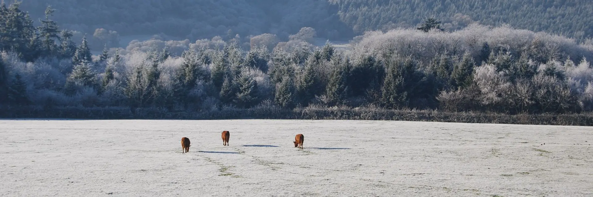 cows in valley